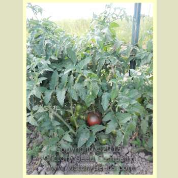 'Dwarf Purple Heart' tomato plant.