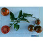 'Dwarf Round Robin' tomatoes.
