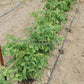 'Dwarf Round Robin' tomato plants.