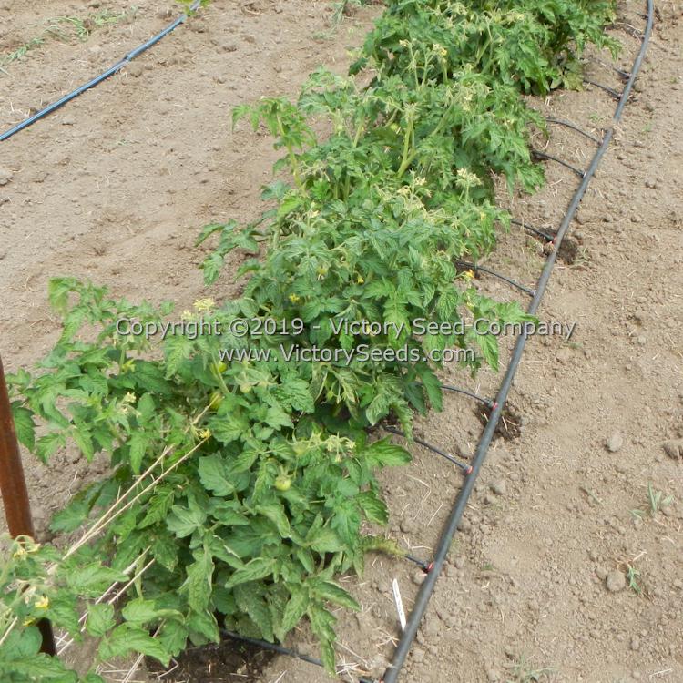 'Dwarf Round Robin' tomato plants.