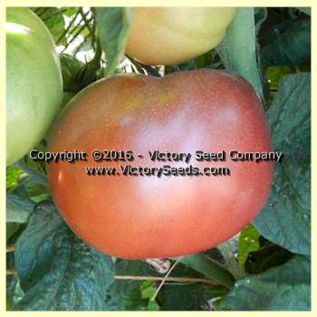 Dwarf Wild Spudleaf Tomato-Bounty Hunter Seeds-Heirloom Seeds