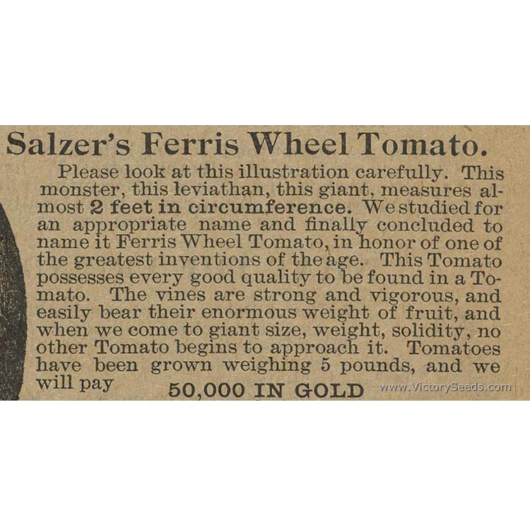 The 'Ferris Wheel' tomato description from Salzer's 1898 Seed Annual.