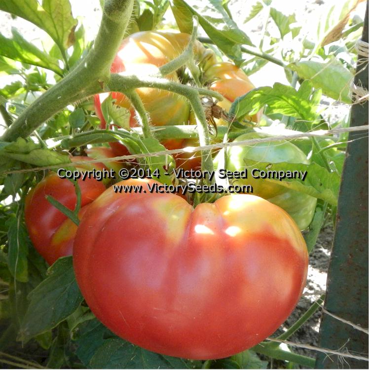 'Garrison' tomatoes.