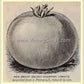 'Golden Dwarf Champion' from the 1900 Burpee Seed Annual..