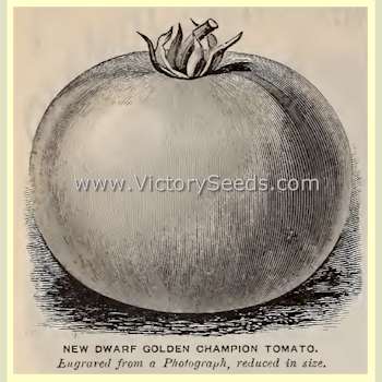 'Golden Dwarf Champion' from the 1900 Burpee Seed Annual..