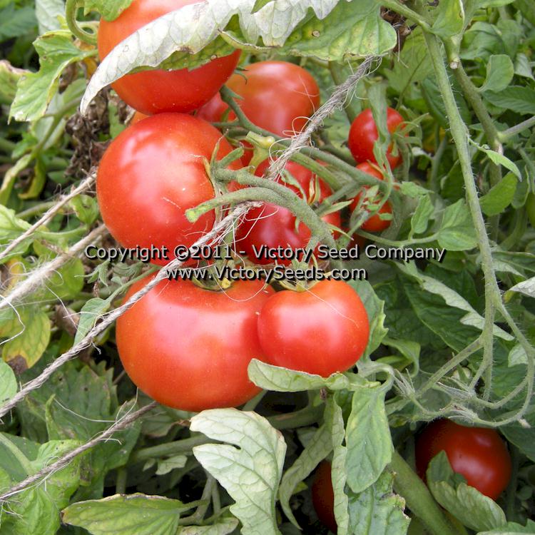 Beefsteak Tomato Plants - | Two Live Garden Plants | Non-GMO, Large Fruit,  Crack-Resistant