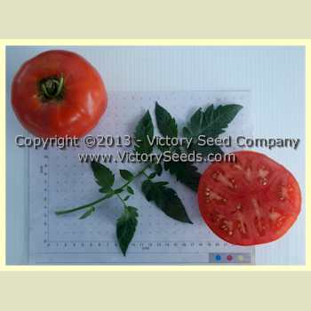 Indark Tomatoes