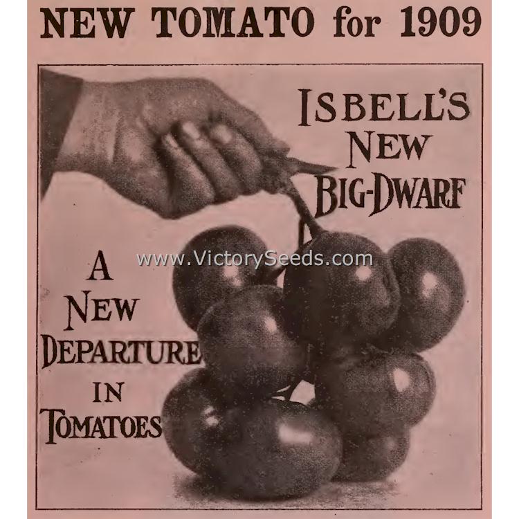 'New Big Dwarf' tomato from Isbell's 1909 catalog.