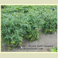'Italian Gold' paste tomato plants are productive and uniform.