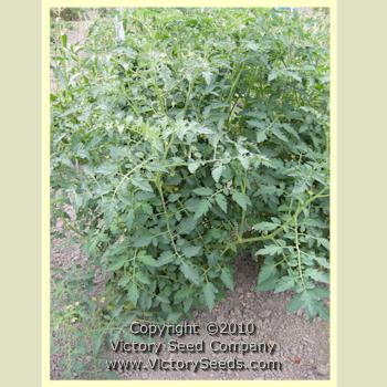 'J. Walsh' tomato plant.