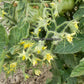 'Lime Green Salad' tomato flowers.