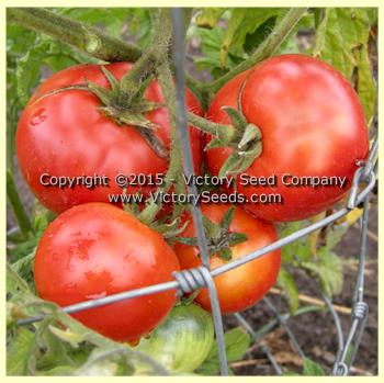 http://victoryseeds.com/cdn/shop/products/tomato_livingston-dwarf-stone_fruit_2.jpg?v=1657450055