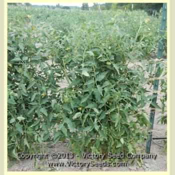 Livingston's 'Yellow Oxheart' tomato plant.