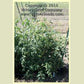 Lvinoe Serdtse tomato plant.