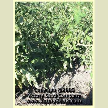 'Medford' tomato plant.