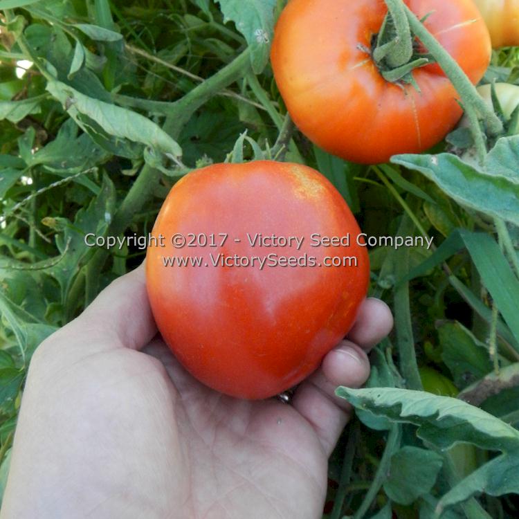 Desert Star Dwarf Tomato