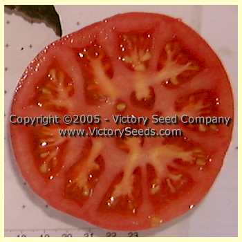 'Redfield Beauty' tomato slice.