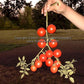 'Royal Red Cherry' tomatoes.