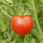 'Royal Red Cherry' tomato.