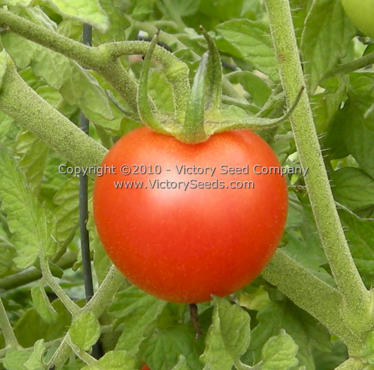 'Royal Red Cherry' tomato.