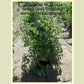 Rozovyi Izumnyi tomato plant.