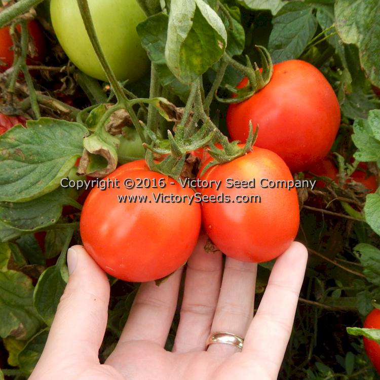 http://victoryseeds.com/cdn/shop/products/tomato_salsa.jpg?v=1657449723