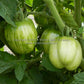 Immature 'Schimmeig Stoo' ('Striped Cavern') tomatoes.