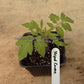 'Schimmeig Stoo' ('Striped Cavern') tomato seedling.