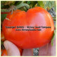 'Tanunda Red' dwarf tomato.
