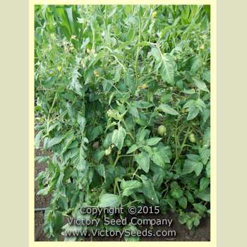 'Tennessee Heirloom' tomato plant.