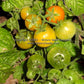 Immature 'Tiny Tim' tomatoes on garden grown plants.