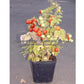 'Tiny Tim' tomato plant.