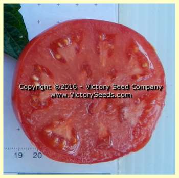 'Trophy' tomato slice.