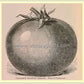 Burpee's 'Trucker's Favorite' from the 1894 W. Atlee Burpee Seed Annual..