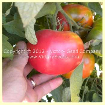 Burpee's Trucker's Favorite Tomato - Victory Seeds® – Victory Seed Company