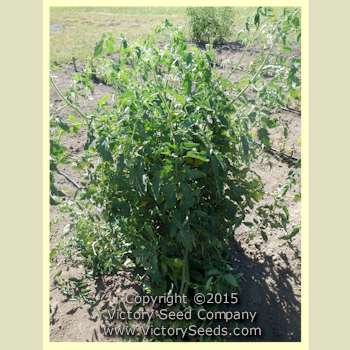 Burpee's 'Trucker's Favorite' tomato plant.
