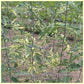 Variegated (Splash of Cream) Tomato plant. See gallery for more pictures.