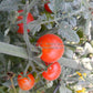 'Velvet Red' tomatoes.