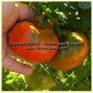 'Waratah' dwarf tomatoes.