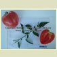 'Yugo Roze' tomatoes.