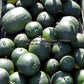 'Arikara' watermelon harvest.