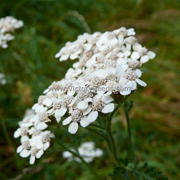 'White Yarrow' (<i>Achillea millefolium</i>)