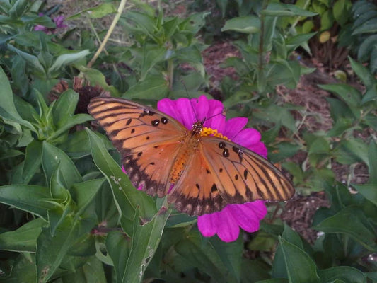 Attracting Pollinators to Your Garden: The Best Plants for Supporting Bees, Butterflies, and More