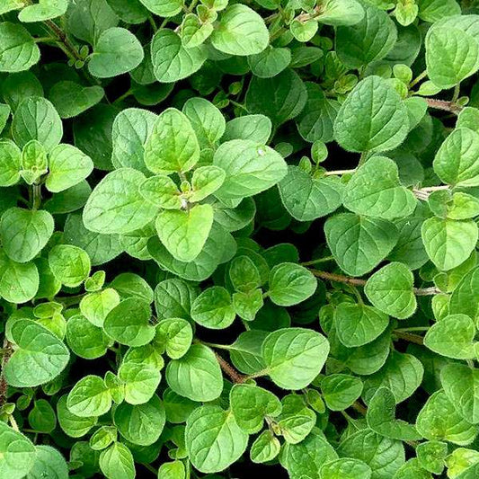 What Are the Best Herbs to Grow in My Garden?