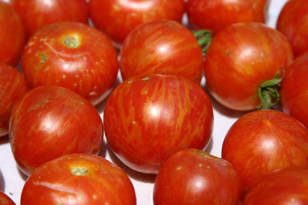 Tigerella Tomato