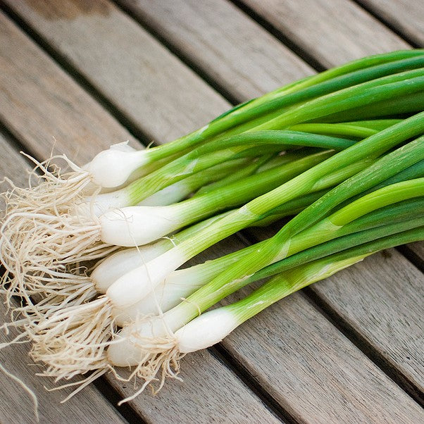 Nebuka Evergreen Bunching Onion - Victory Seeds® – Victory Seed Company