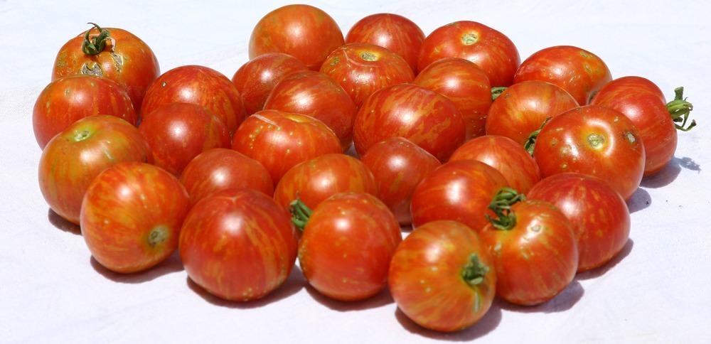 Tigerella Tomato