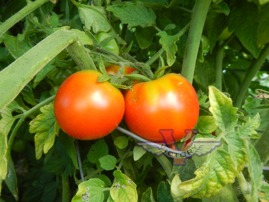 Abel Tomato