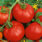 Ace 55 VF Tomato