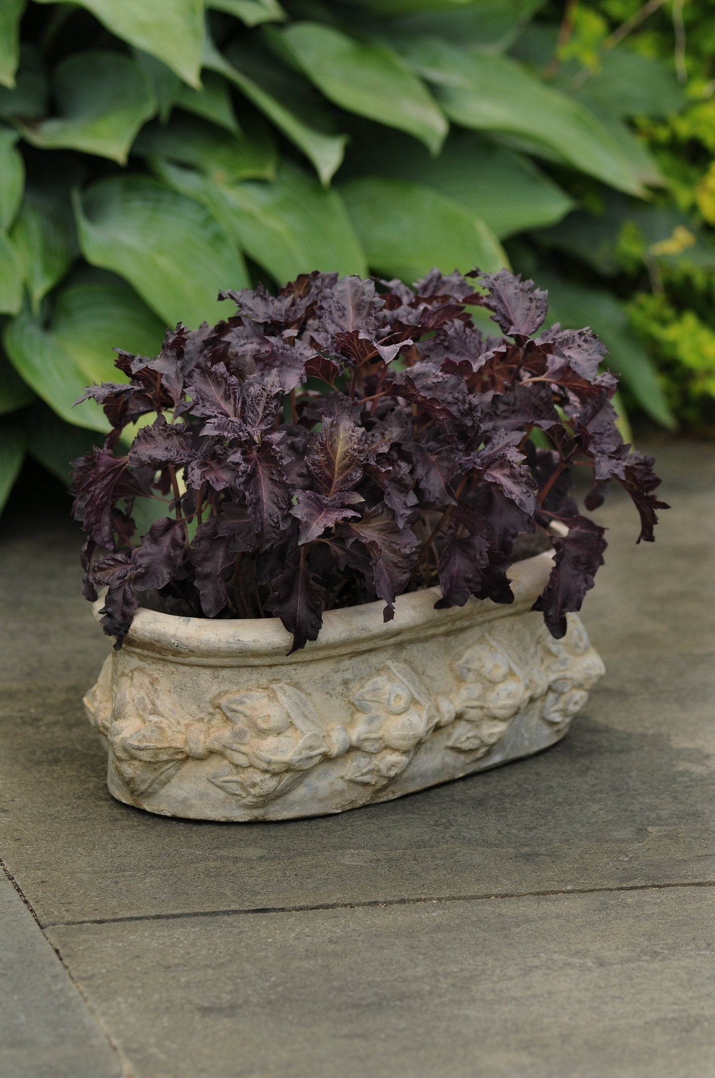 Basil, Purple Ruffles